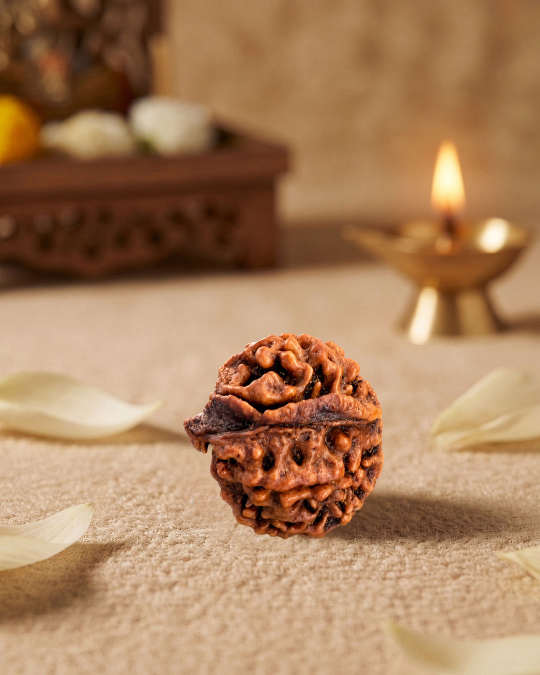 Ganesh Rudraksha (Natural | Nepal Origin)