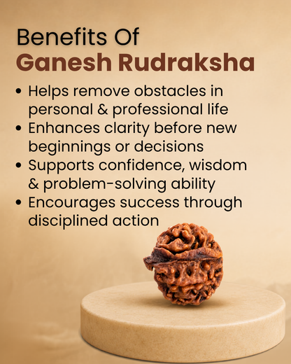 Ganesh Rudraksha (Natural | Nepal Origin)