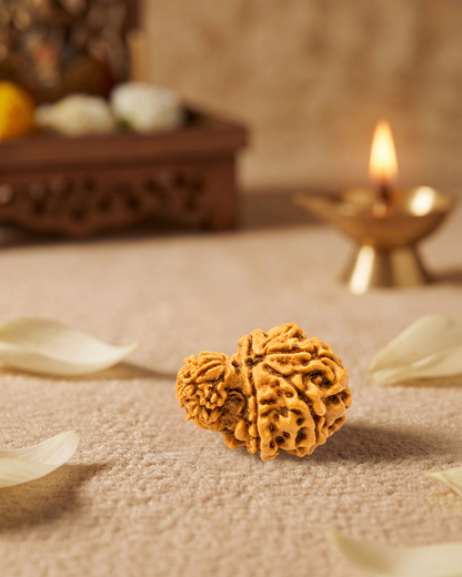 Garbh Gauri Rudraksha (Natural | Nepal Origin)