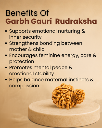 Garbh Gauri Rudraksha (Natural | Nepal Origin)