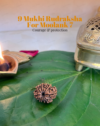 9 Mukhi Rudraksha for Moolank 7 and Spiritual Seekers Ruled by Ketu (Natural | Nepal Origin)