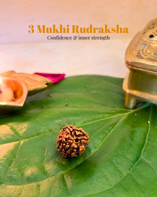 3 Mukhi Rudraksha (Natural | Nepal Origin)