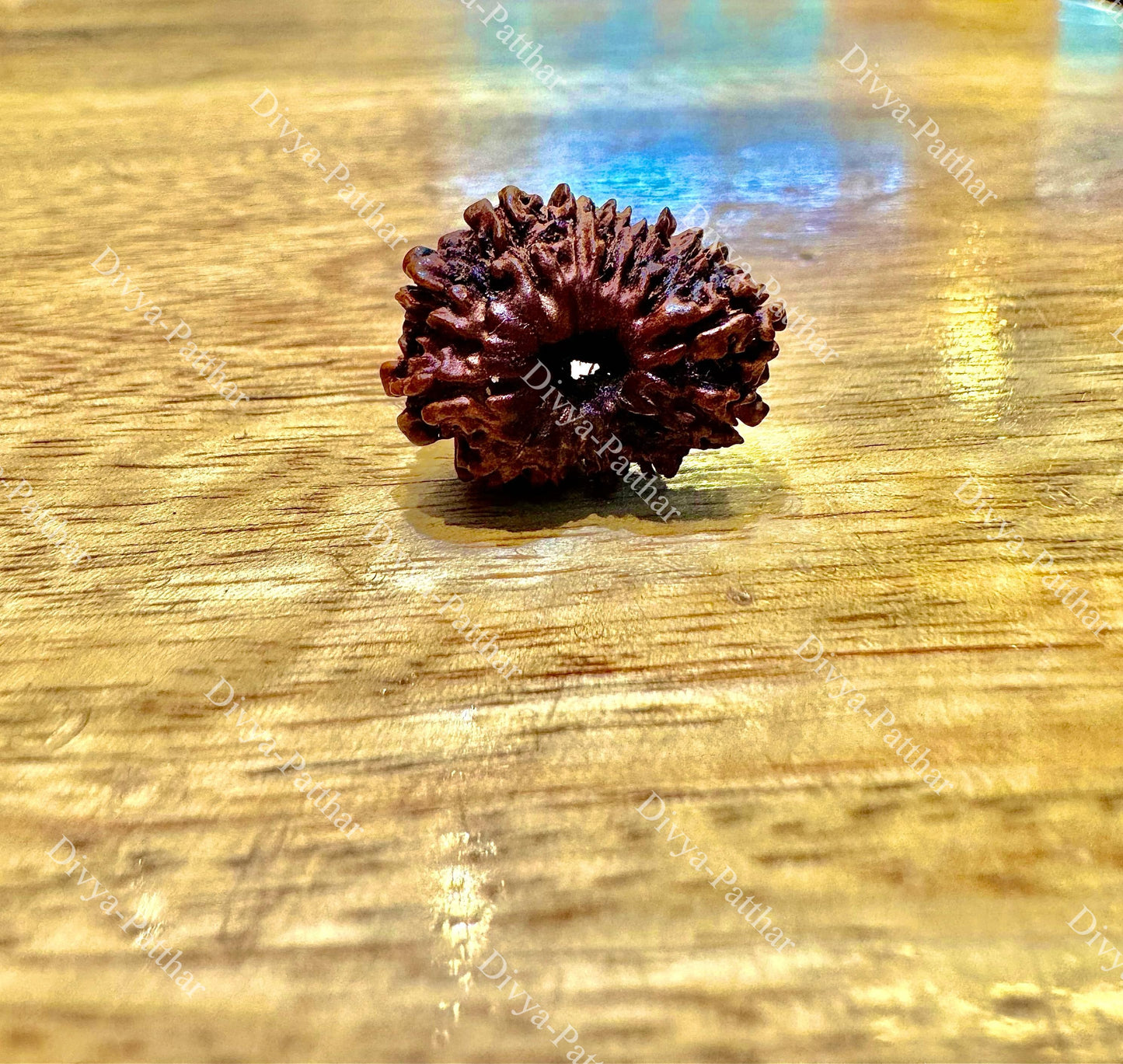 14 Mukhi Rudraksha (Natural | Nepal Origin)
