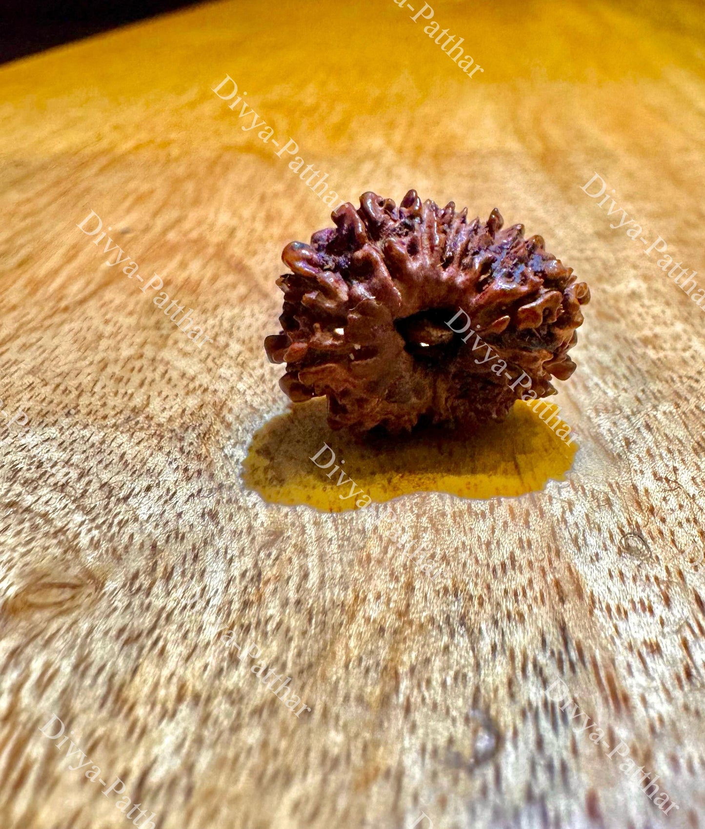 14 Mukhi Rudraksha (Natural | Nepal Origin)