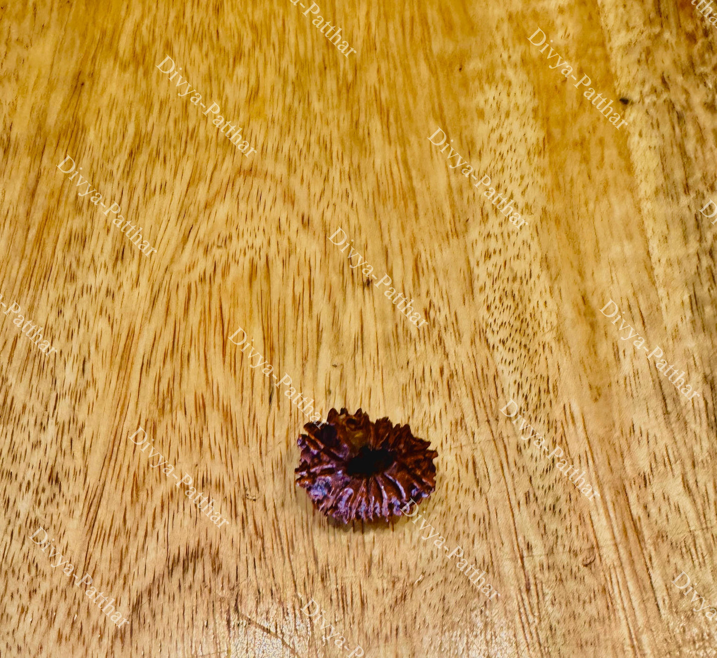 14 Mukhi Rudraksha (Natural | Nepal Origin)