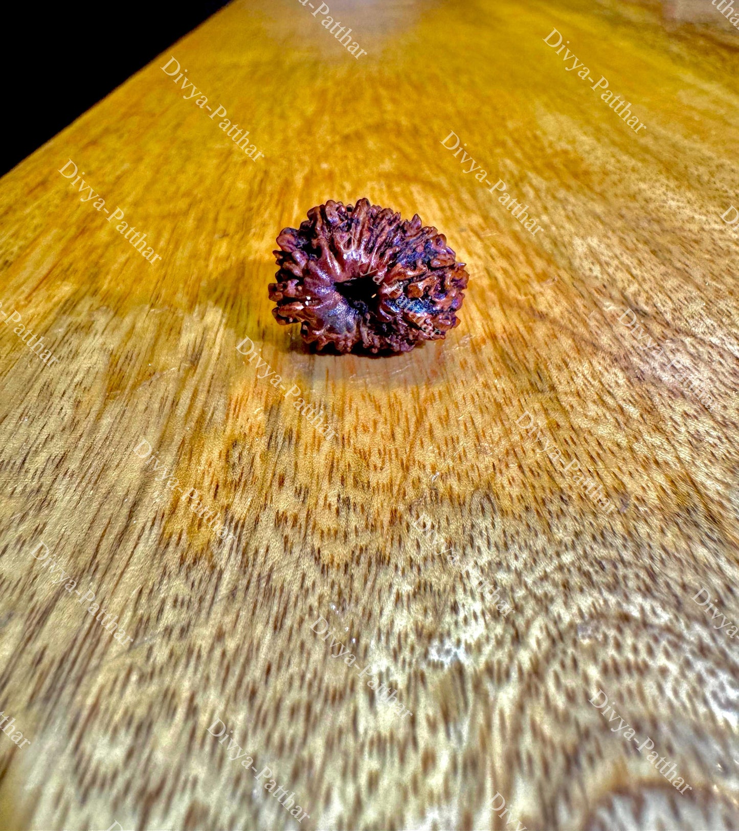14 Mukhi Rudraksha (Natural | Nepal Origin)