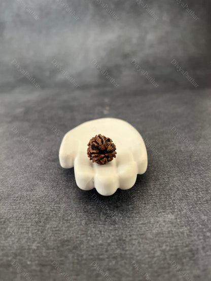 3 Mukhi Rudraksha (Natural | Nepal Origin)