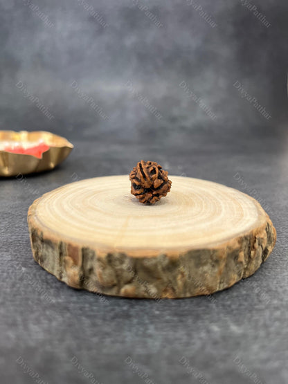 3 Mukhi Rudraksha (Natural | Nepal Origin)