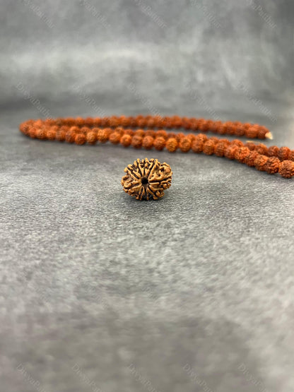 9 Mukhi Rudraksha (Natural | Nepal Origin)