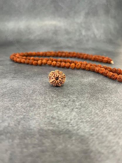 8 Mukhi Rudraksha (Natural | Nepal Origin)