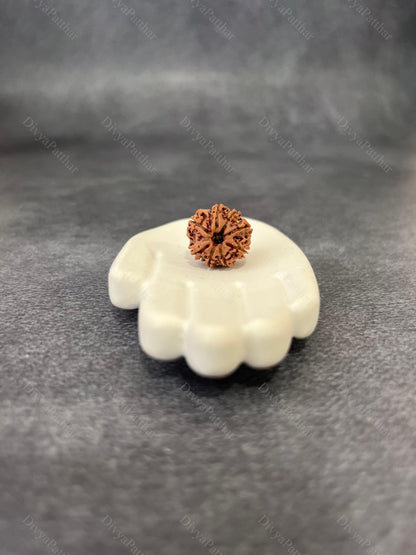 8 Mukhi Rudraksha (Natural | Nepal Origin)