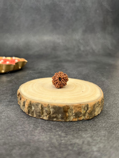 8 Mukhi Rudraksha (Natural | Nepal Origin)