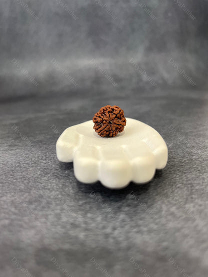 5 Mukhi Rudraksha (Natural | Nepal Origin)
