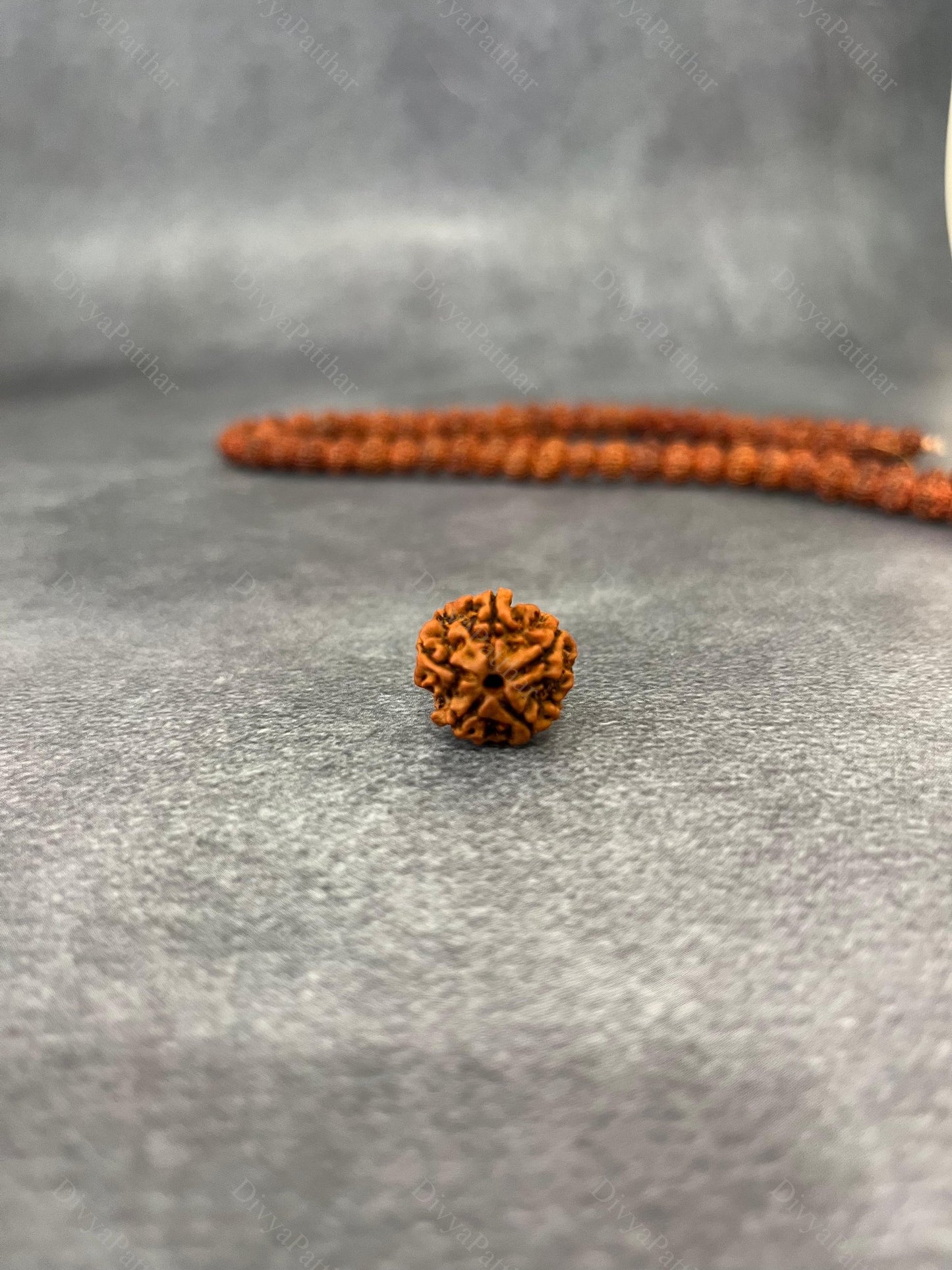 5 Mukhi Rudraksha (Natural | Nepal Origin)
