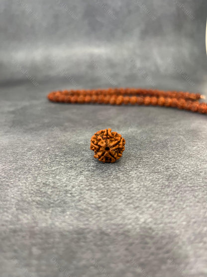 5 Mukhi Rudraksha (Natural | Nepal Origin)