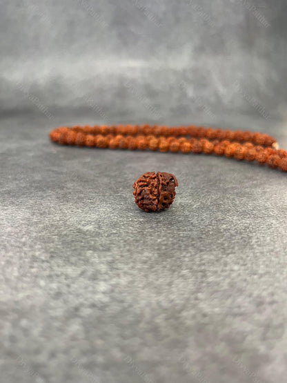 Ganesh Rudraksha (Natural | Nepal Origin)