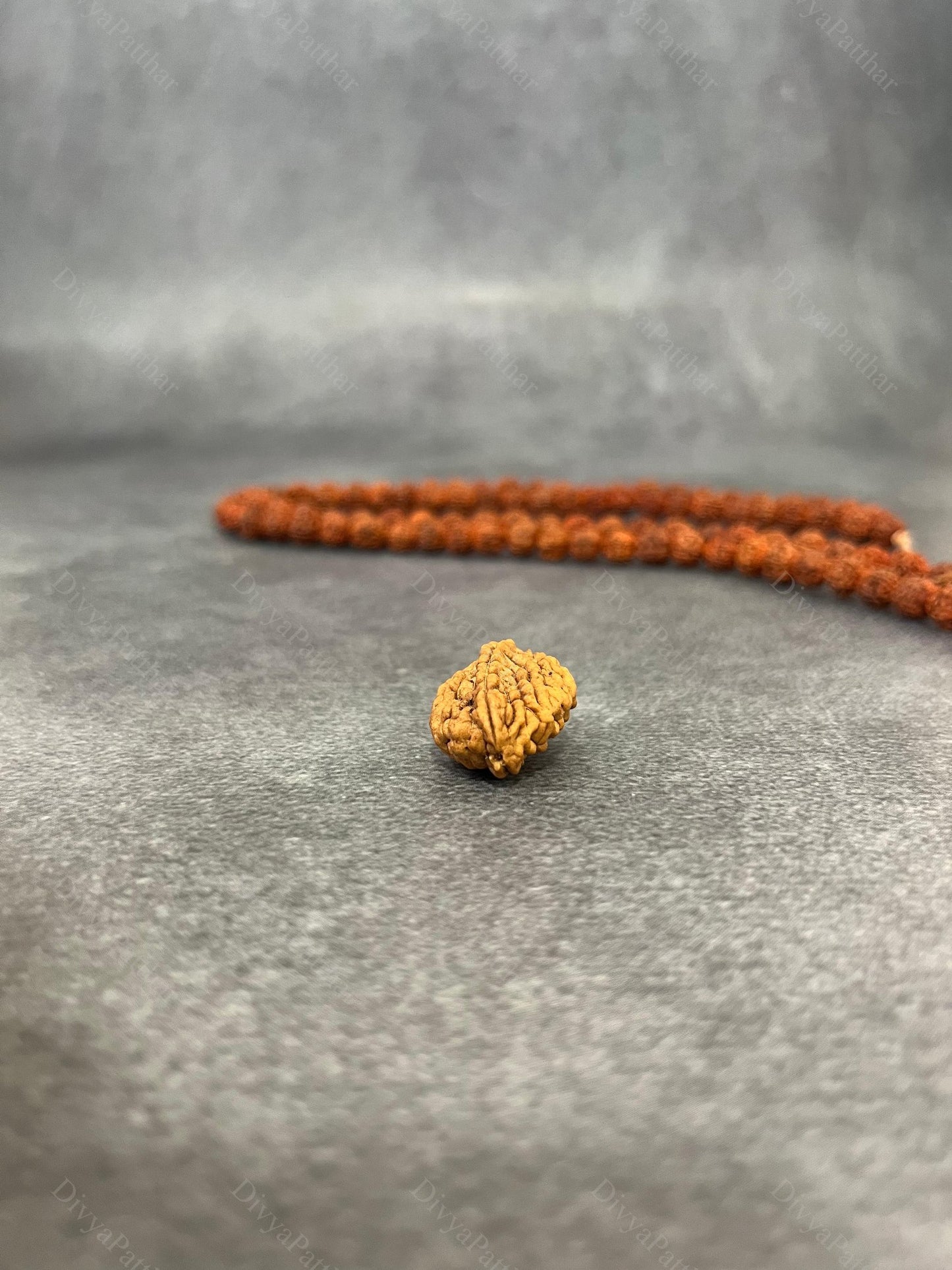 2 Mukhi Rudraksha (Natural | Nepal Origin)
