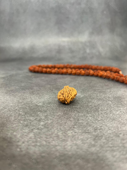 2 Mukhi Rudraksha (Natural | Nepal Origin)