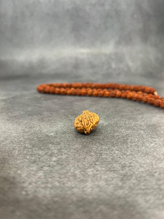 2 Mukhi Rudraksha (Natural | Nepal Origin)