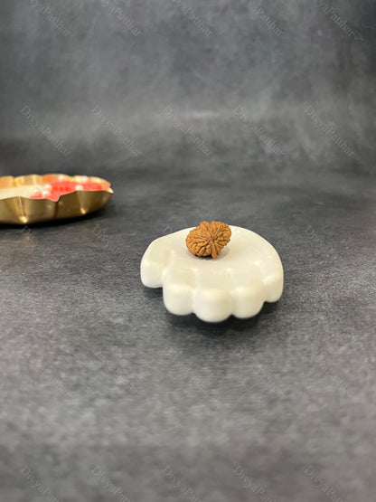 2 Mukhi Rudraksha (Natural | Nepal Origin)