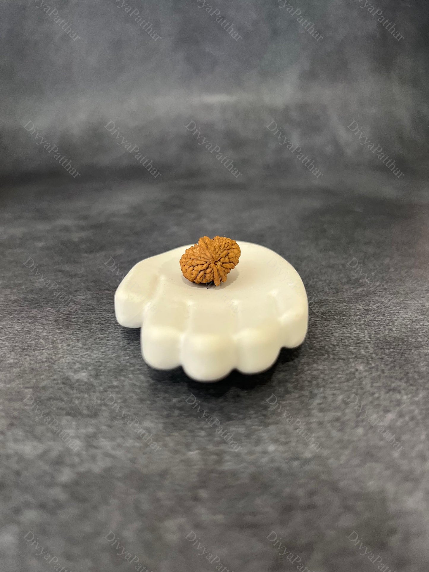 2 Mukhi Rudraksha (Natural | Nepal Origin)