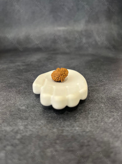2 Mukhi Rudraksha (Natural | Nepal Origin)