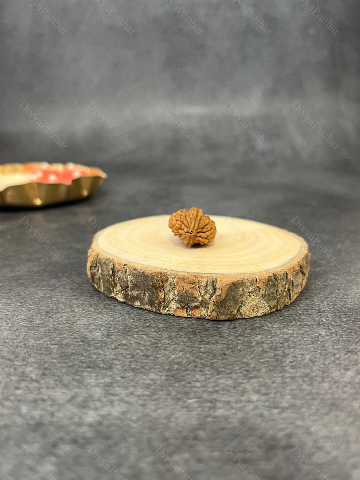 2 Mukhi Rudraksha (Natural | Nepal Origin)