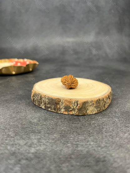2 Mukhi Rudraksha (Natural | Nepal Origin)