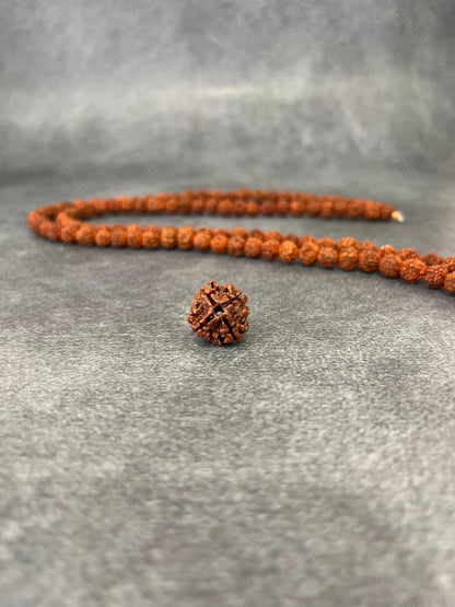 4 Mukhi Rudraksha (Natural | Nepal Origin)