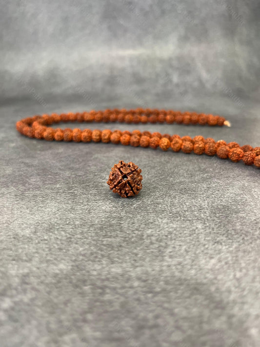 4 Mukhi Rudraksha (Natural | Nepal Origin)