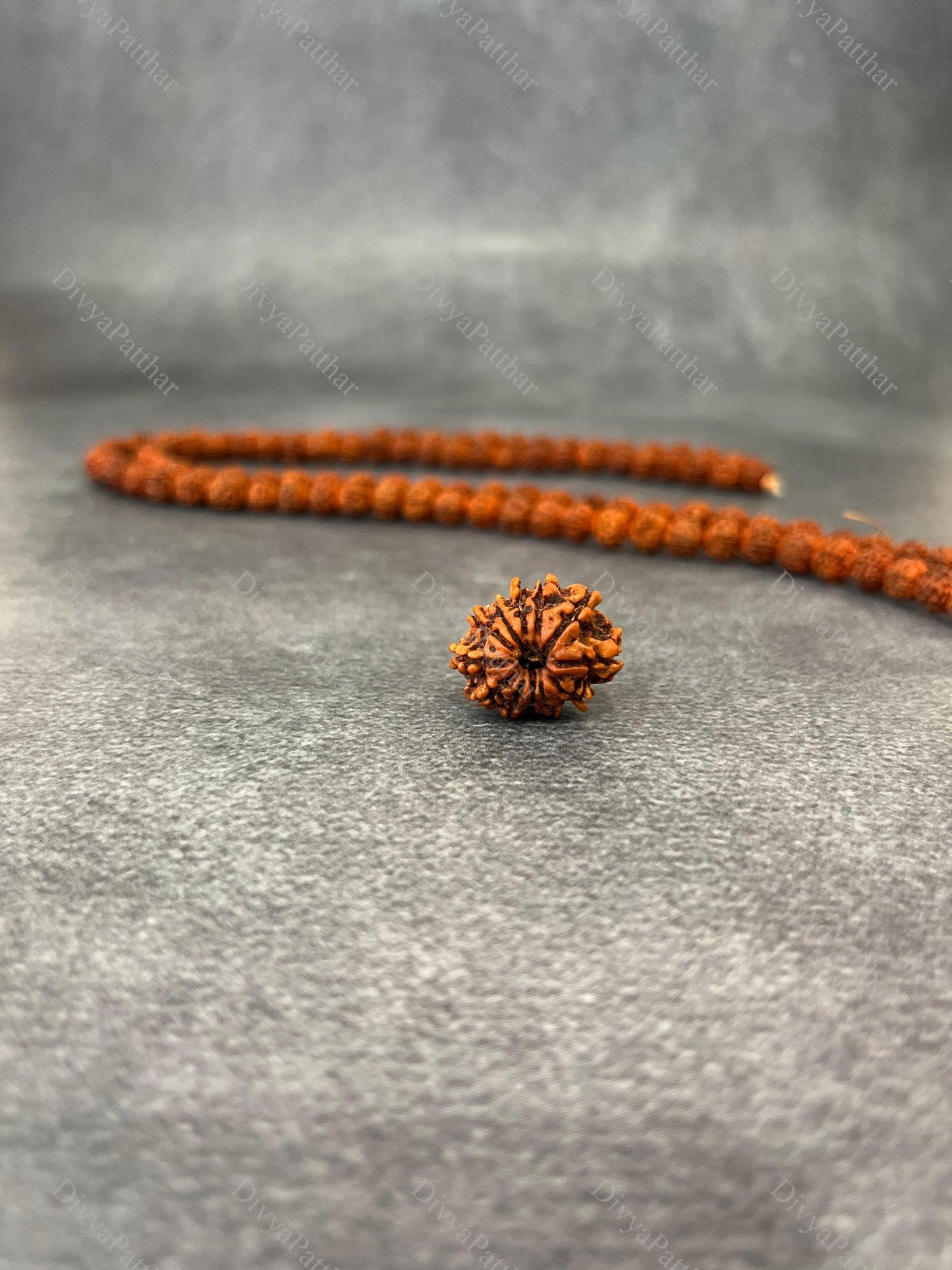 12 Mukhi Rudraksha (Natural | Nepal Origin)