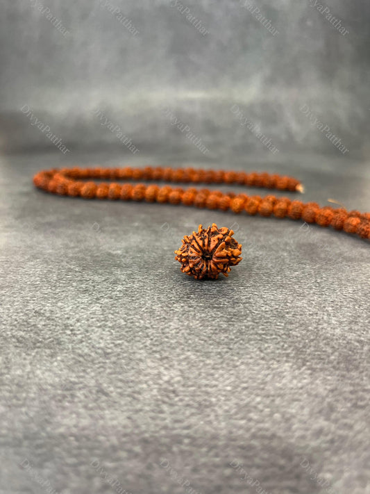 12 Mukhi Rudraksha (Natural | Nepal Origin)