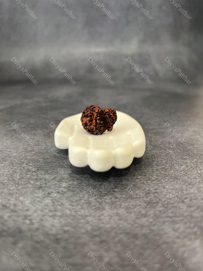 Garbh Gauri Rudraksha (Natural | Nepal Origin)