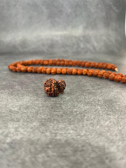 Garbh Gauri Rudraksha (Natural | Nepal Origin)