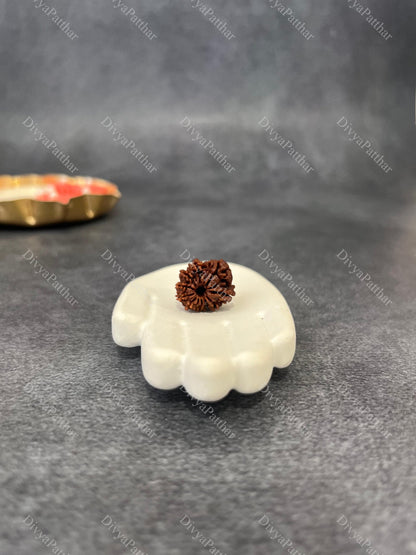 10 Mukhi Rudraksha (Natural | Nepal Origin)