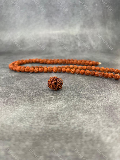 10 Mukhi Rudraksha (Natural | Nepal Origin)