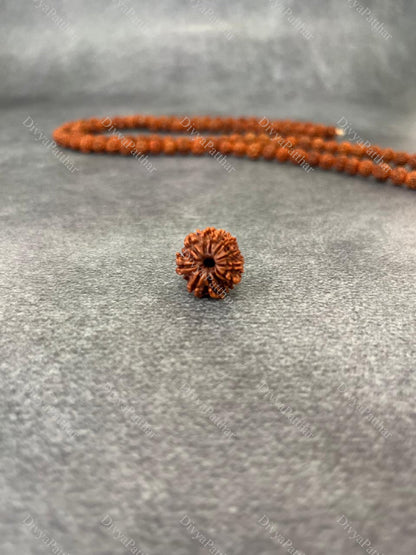 11 Mukhi Rudraksha (Natural | Nepal Origin)