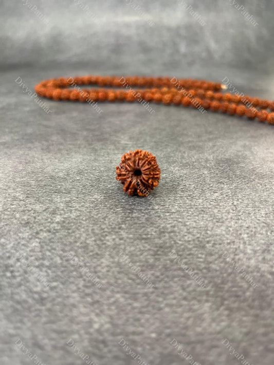 11 Mukhi Rudraksha (Natural | Nepal Origin)