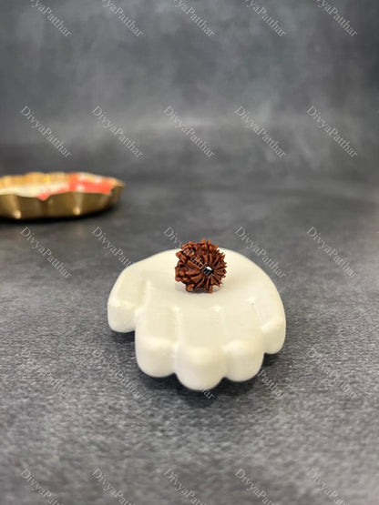 11 Mukhi Rudraksha (Natural | Nepal Origin)