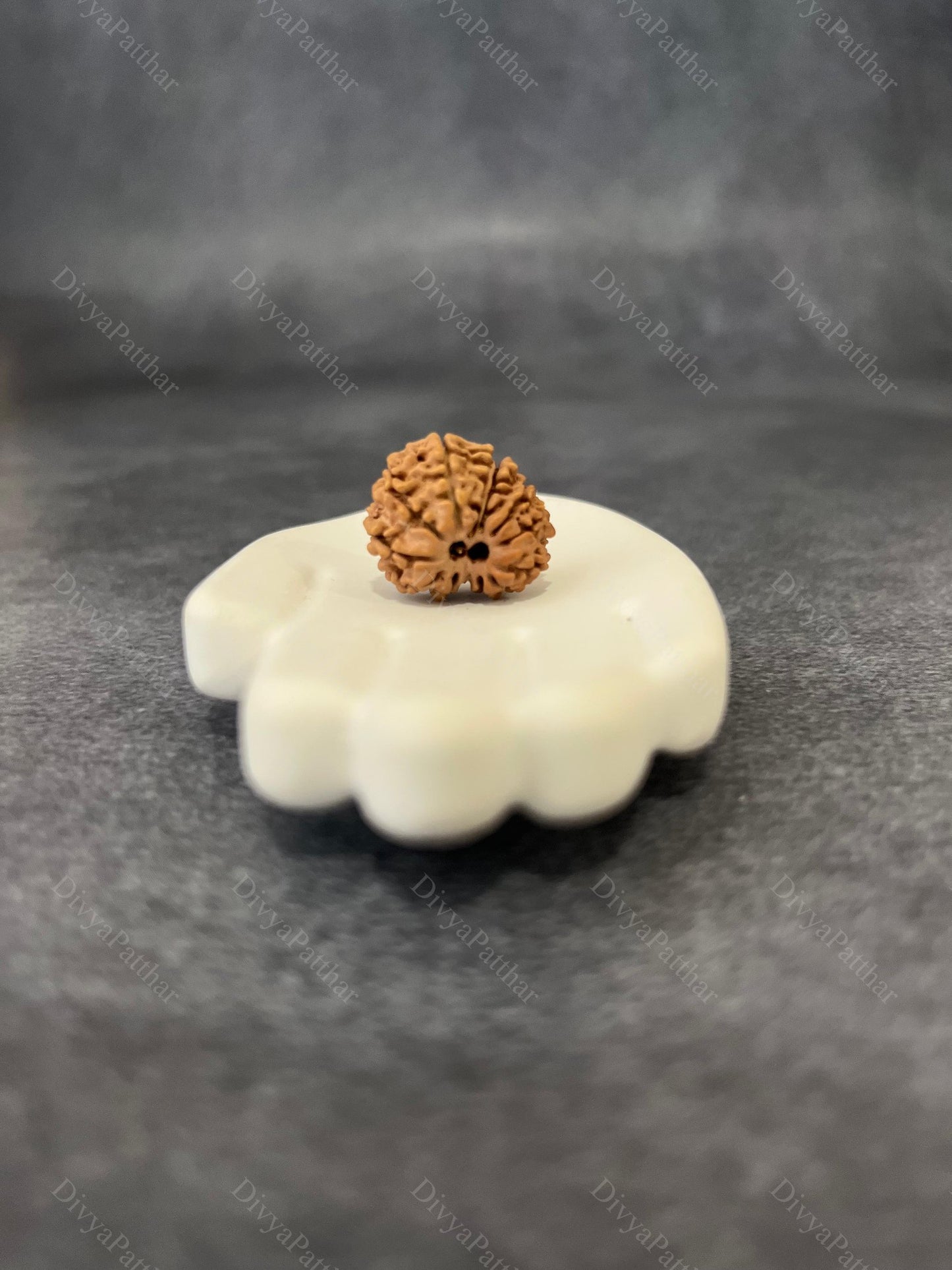 13 Mukhi Rudraksha (Natural | Nepal Origin)