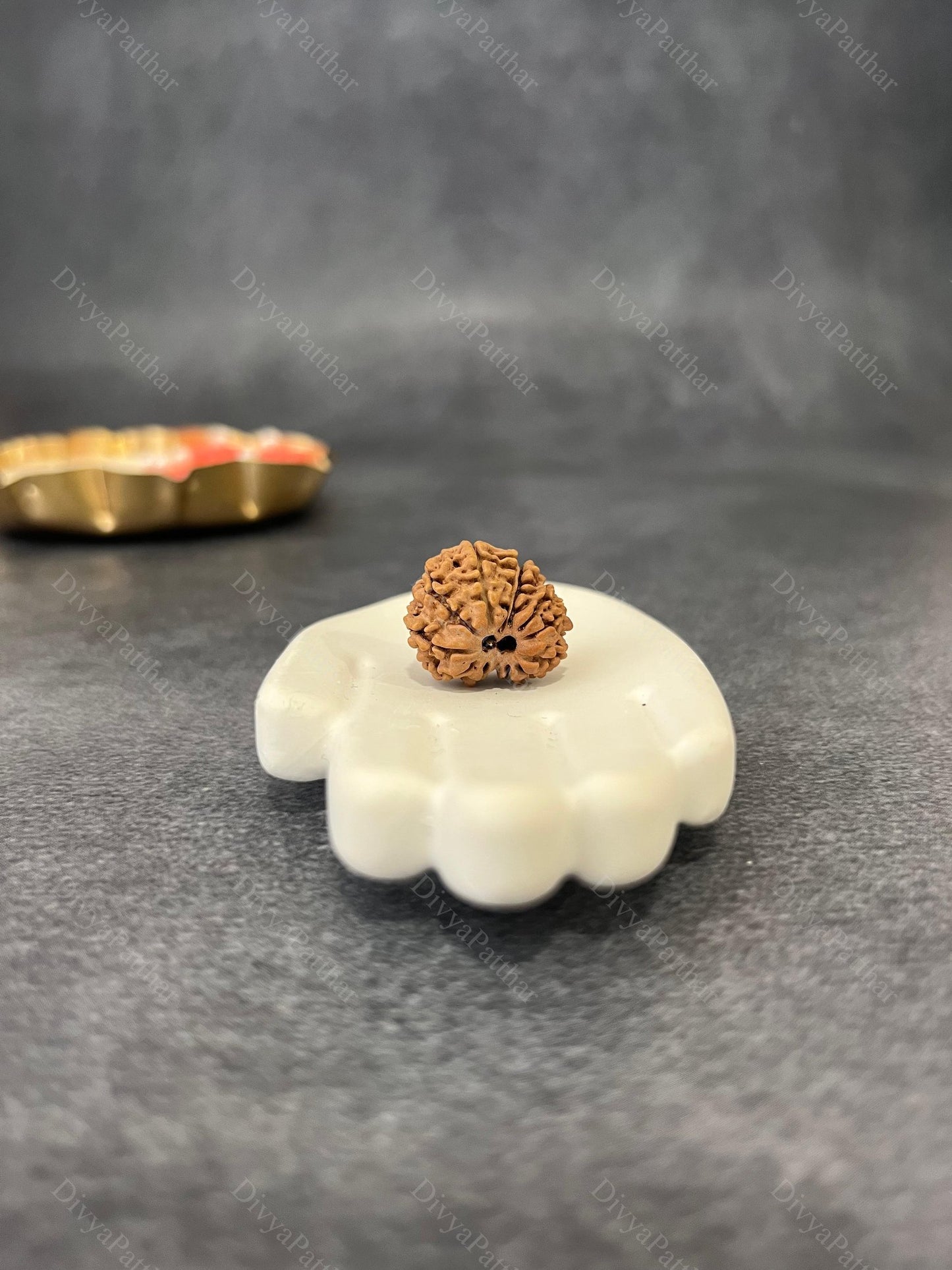 13 Mukhi Rudraksha (Natural | Nepal Origin)