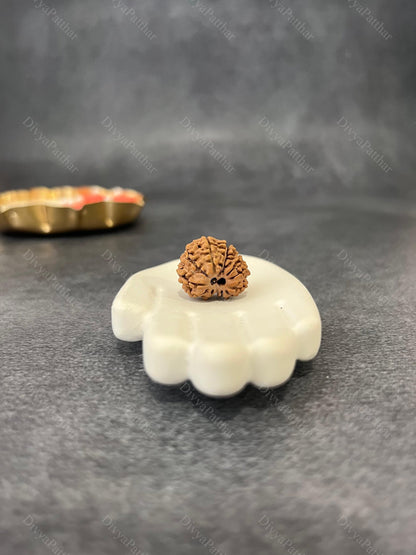 13 Mukhi Rudraksha (Natural | Nepal Origin)