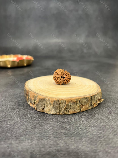 13 Mukhi Rudraksha (Natural | Nepal Origin)