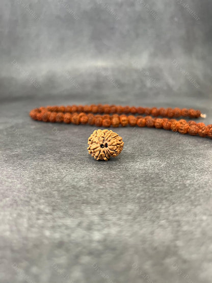 13 Mukhi Rudraksha (Natural | Nepal Origin)