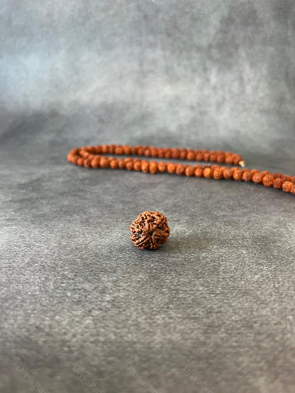 7 Mukhi Rudraksha (Natural | Nepal Origin)