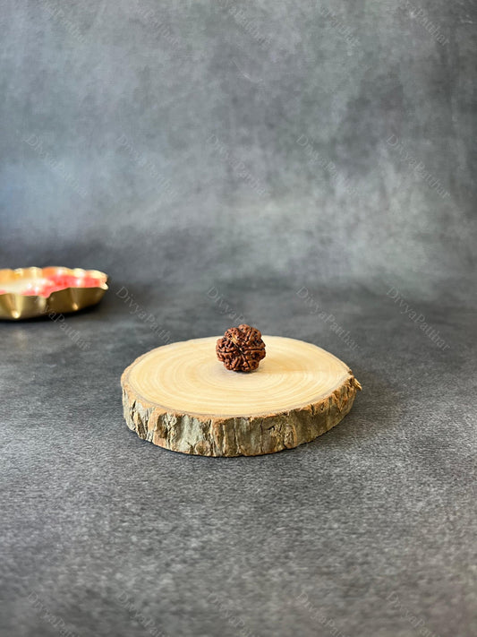 7 Mukhi Rudraksha (Natural | Nepal Origin)