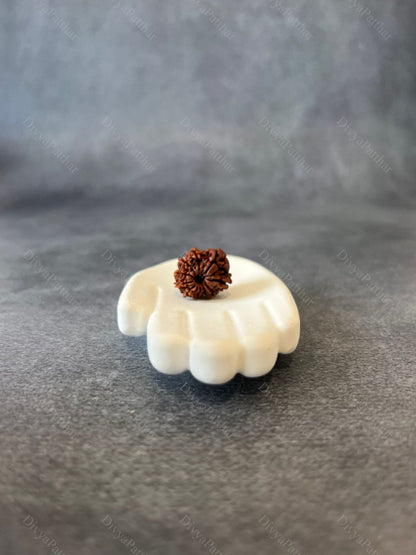10 Mukhi Rudraksha (Natural | Nepal Origin)