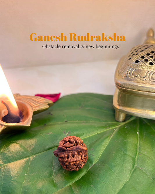 Ganesh Rudraksha (Natural | Nepal Origin)